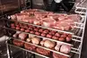 Шкаф шоковой заморозки Abat ШОК-20-11ПМ
